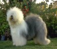 /album/galeria-de-fotos/olden-english-sheepdog-jpg/